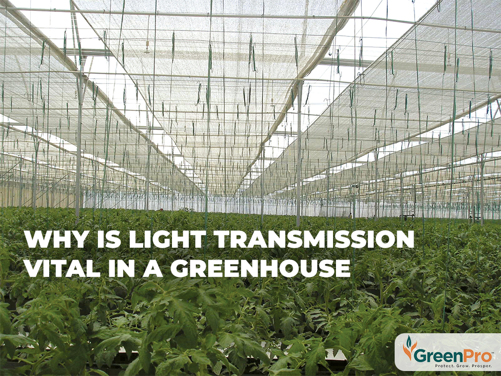 Why Is Light Transmission Vital In A Greenhouse