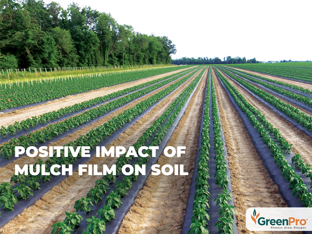 Positive-impact-of-Mulch-Film-on-Soil-GreenPro