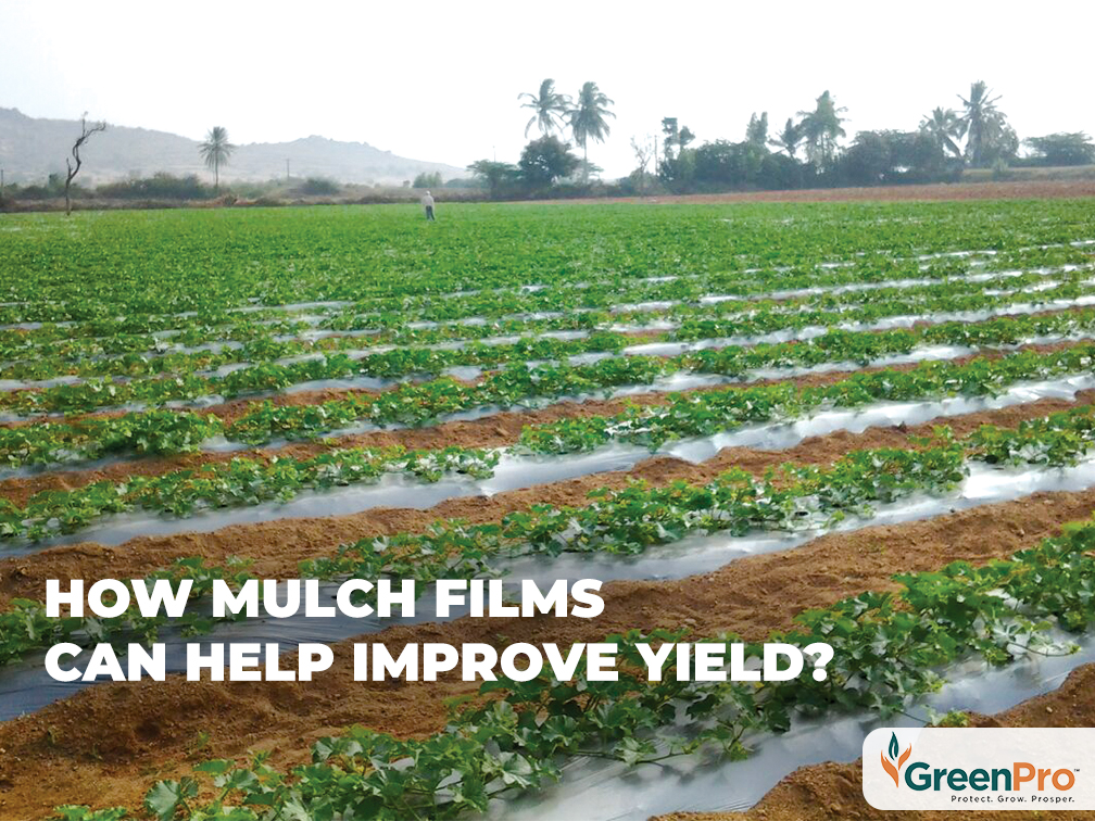 How Mulch Films Can Help Improve Yield?