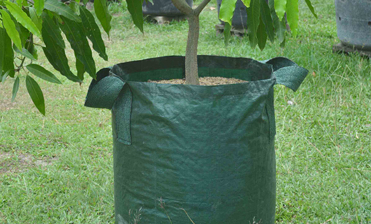 Pros and Cons of Grow Bags for Gardening