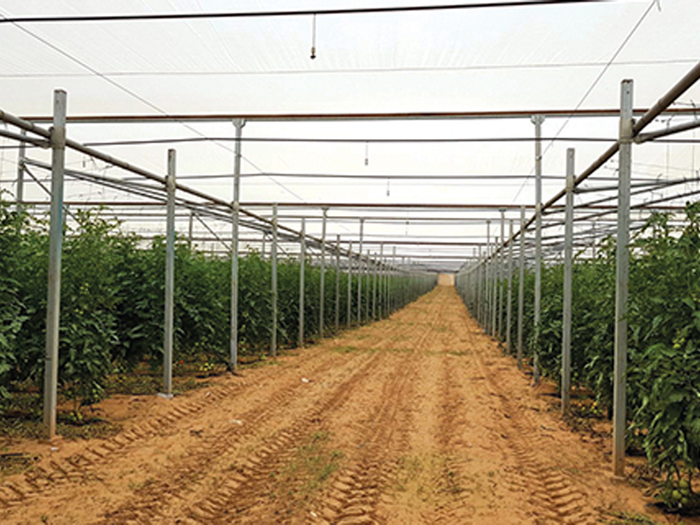 Use Of Insect Netting In The Poly House