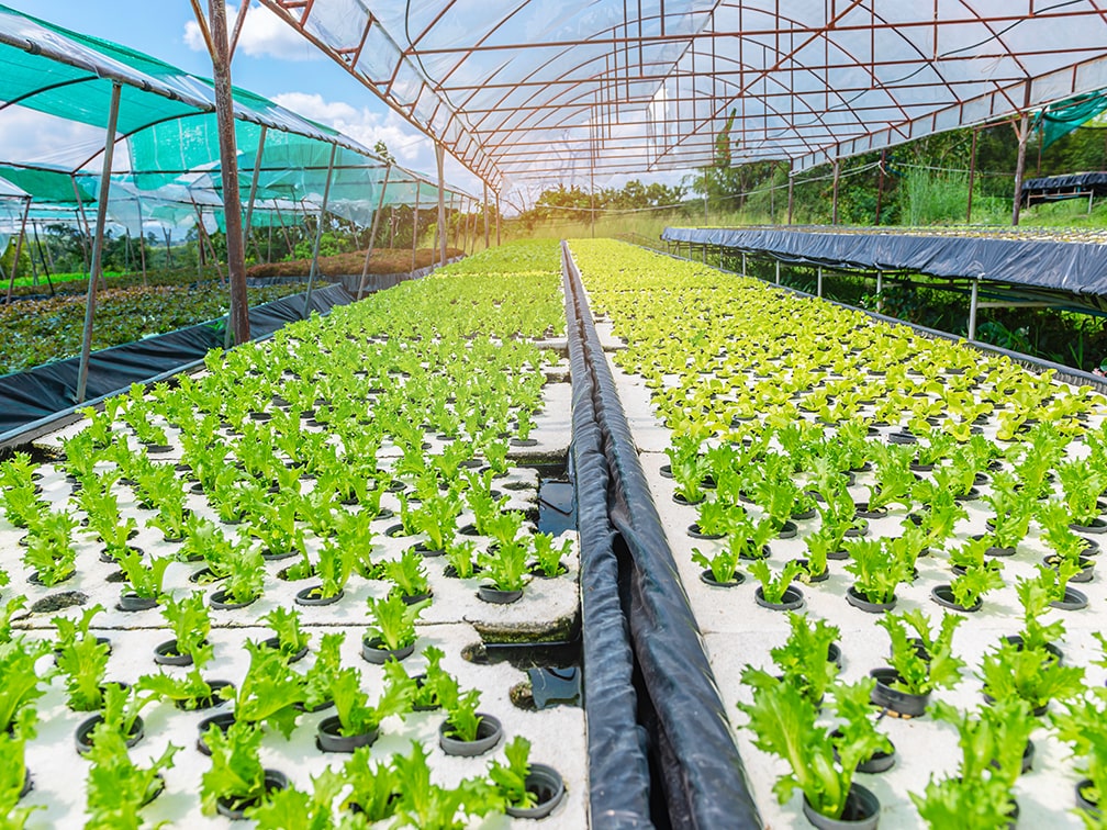 Pros & Cons Of Using Hydroponics In Greenhouses-GreenPro Ventures