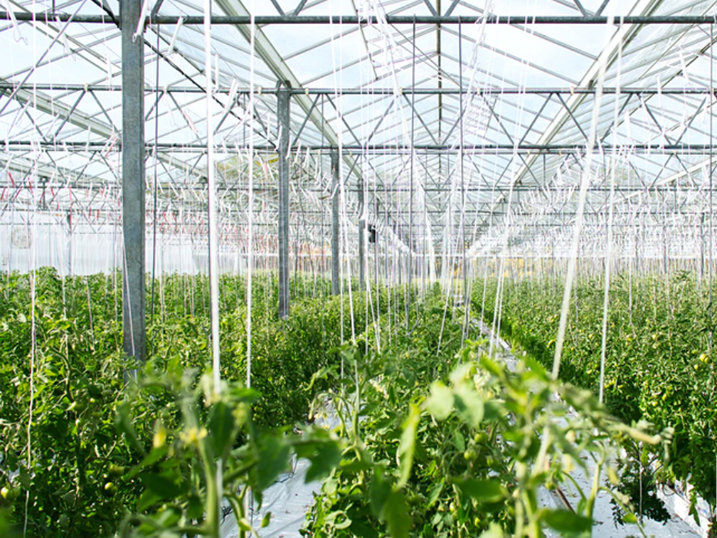 Green House Industry Predictions From Growners