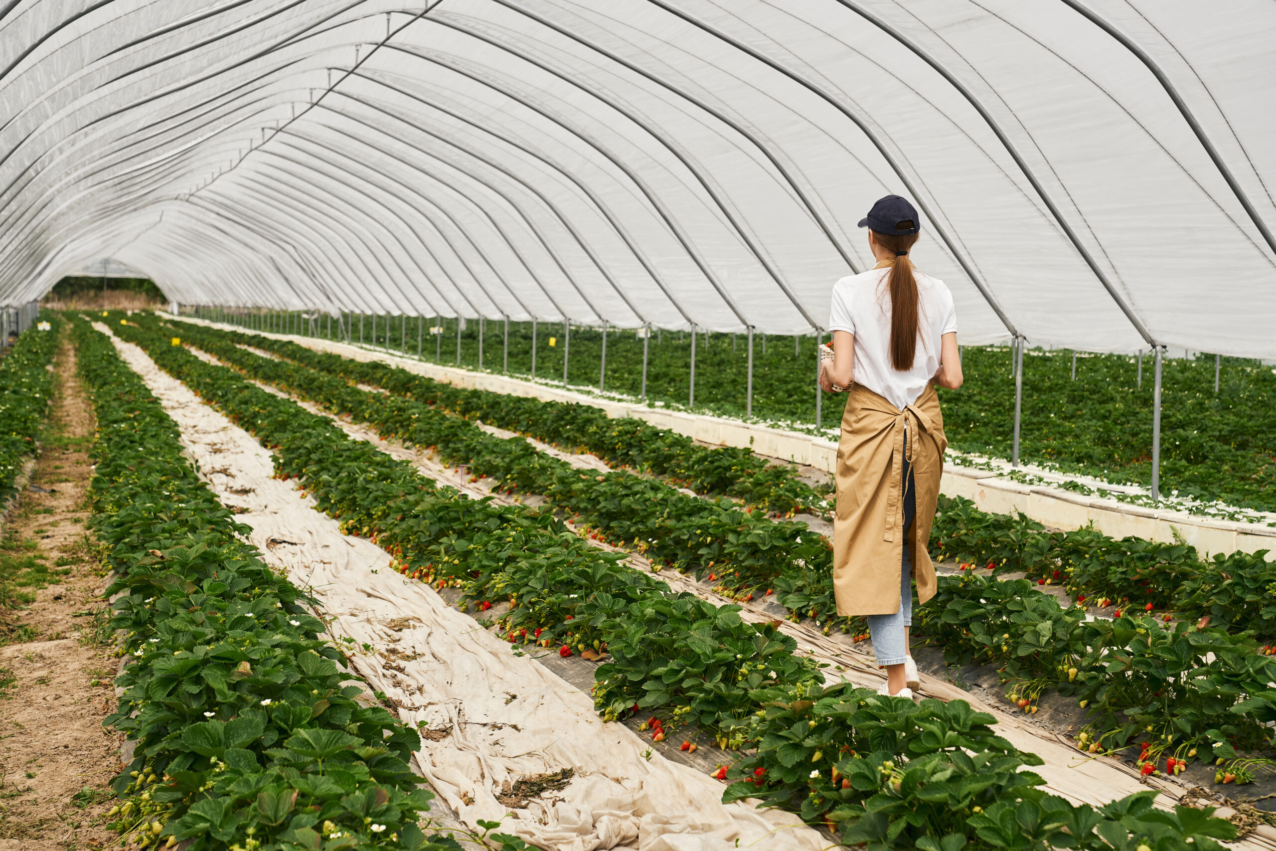 Protect Crops With Shade Nets During The Summer