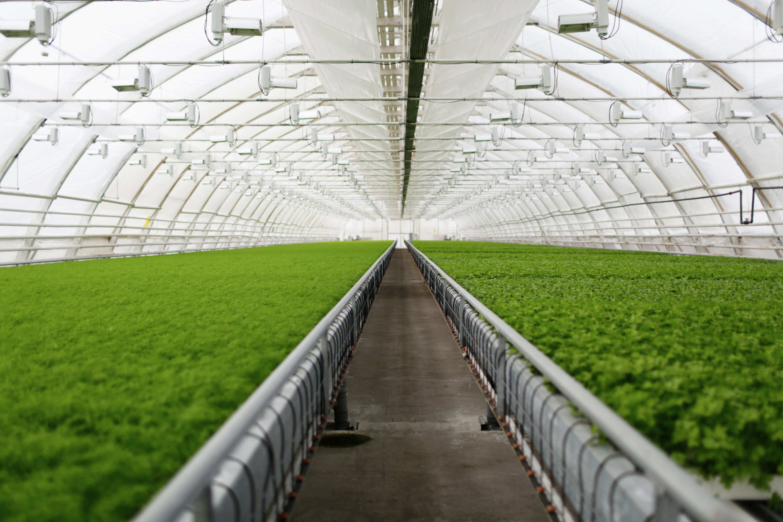 Greenhouse Farming With Shade Nets