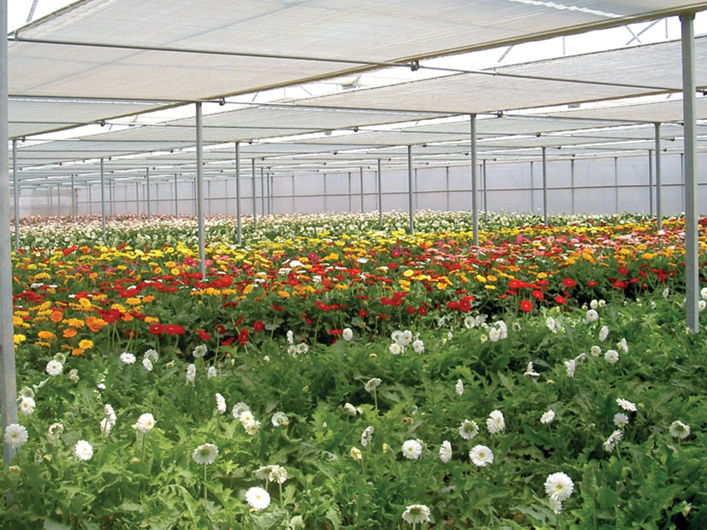 What Crops Thrive Inside A Greenhouse During Winter?