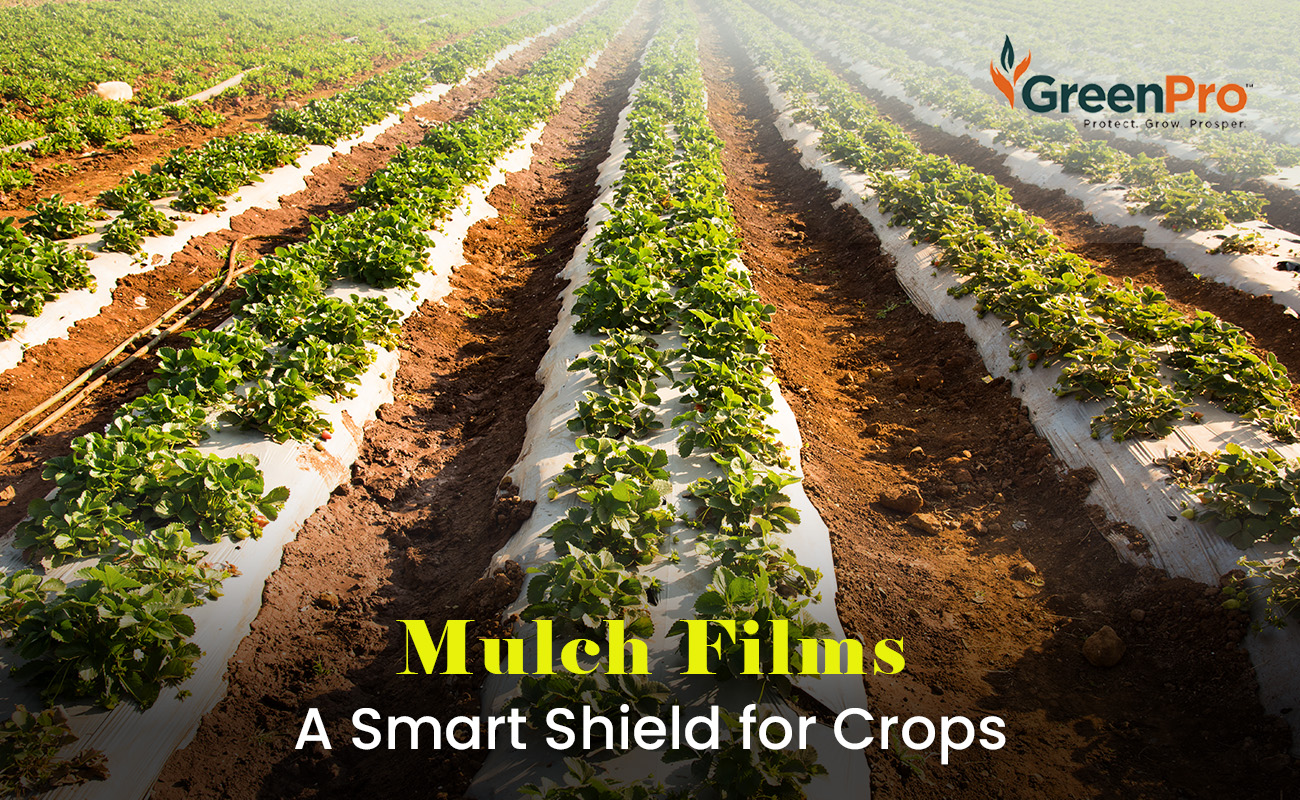 Mulch Films_GreenPro Ventures