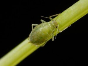 Aphid