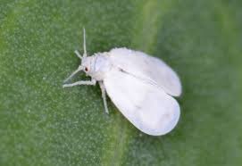 Whitefly Insect