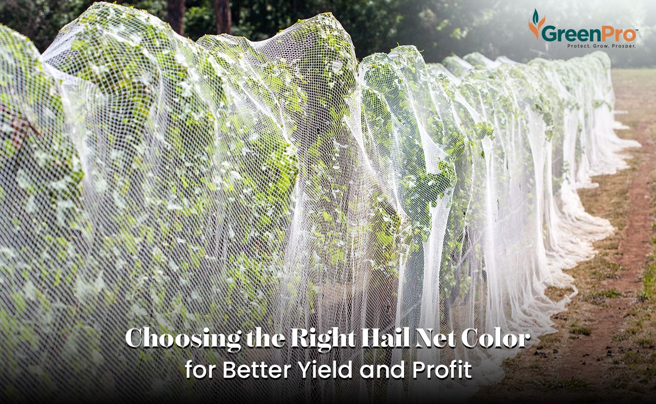 Smart Protection: Choosing Between Black And White Hail Nets For Your Farm