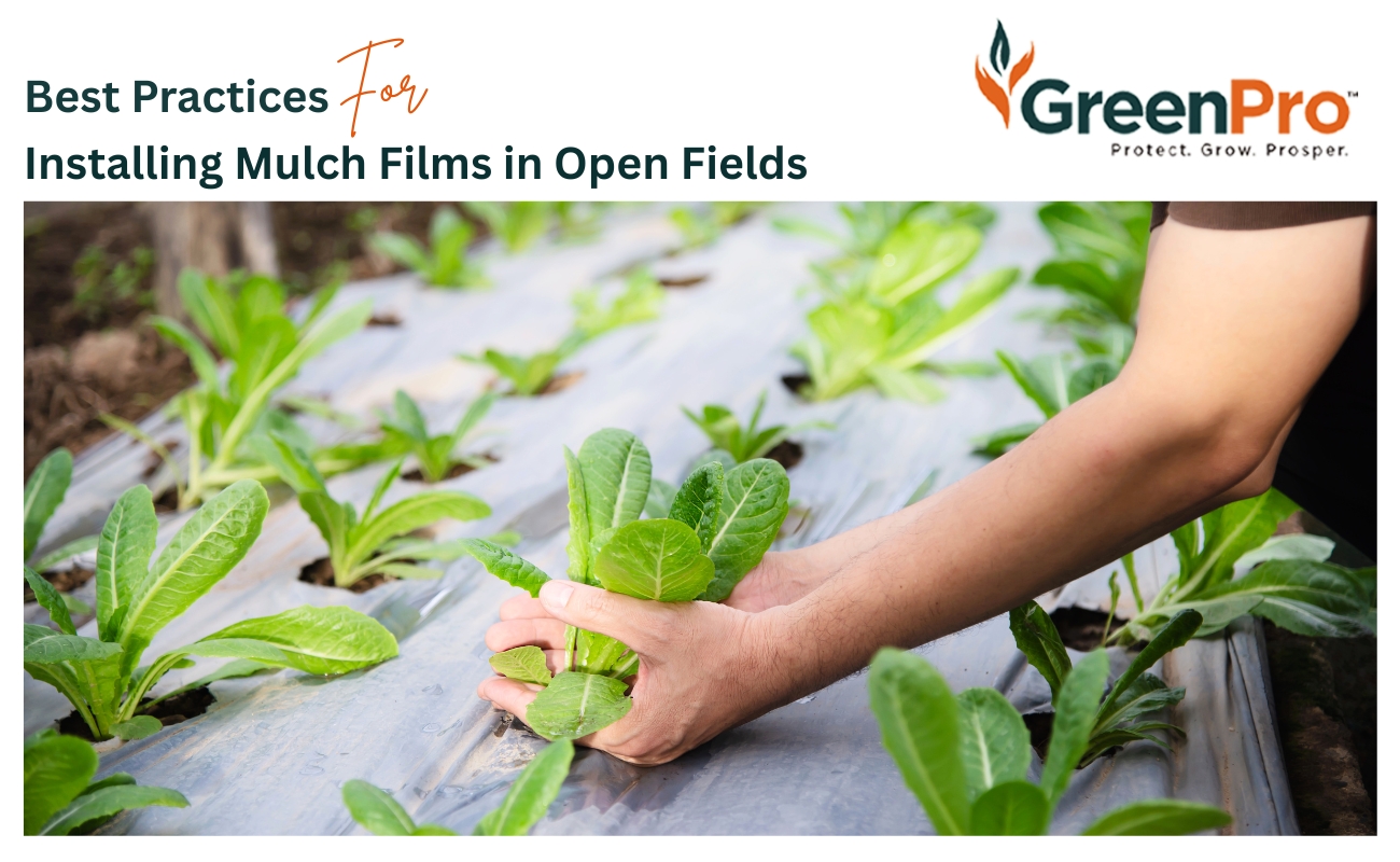 Mulch Film Installation