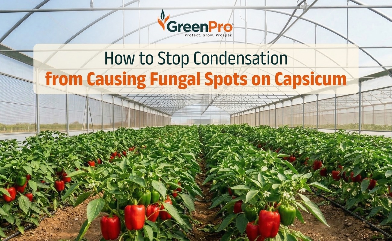 Preventing Fungal Spots On Capsicum By Managing Greenhouse Condensation
