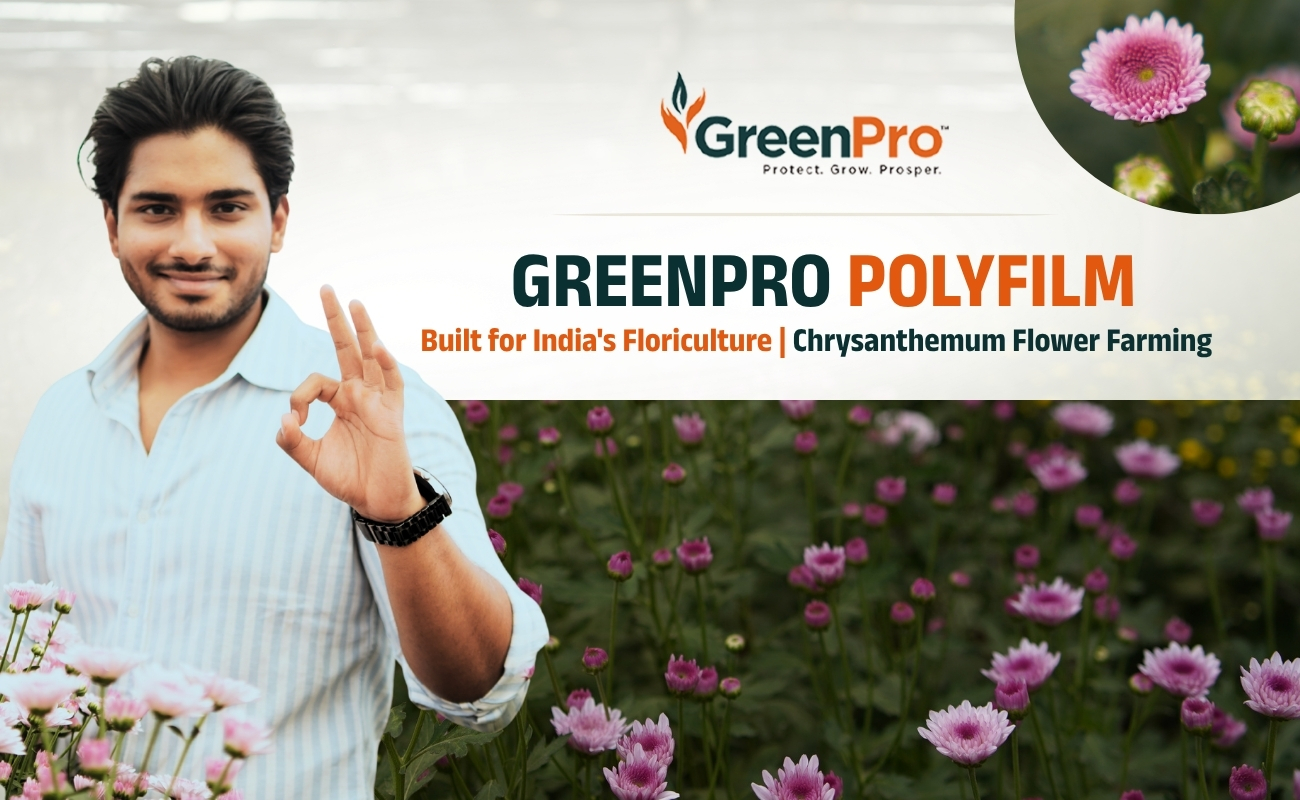 Polyfilm for Chrysanthemum Farming